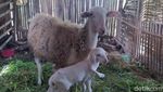 Viral, Penampakan Anak Kambing Berkaki 5 di Lereng Sumbing