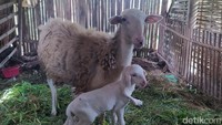 Menurut penuturan pemilik kambing, Lailiyah, kambing ini lahir dari induk yang sudah dipelihara sekitar setahun. Foto: Eko Susanto/detikJateng