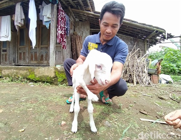 Kendati lahir dalam kondisi abnormal, kambing berkaki lima ini bakal terus dipelihara. Foto: Eko Susanto/detikJateng