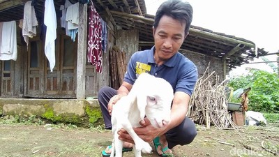 Foto-foto Anak Kambing Berkaki Lima di Lereng Sumbing Magelang