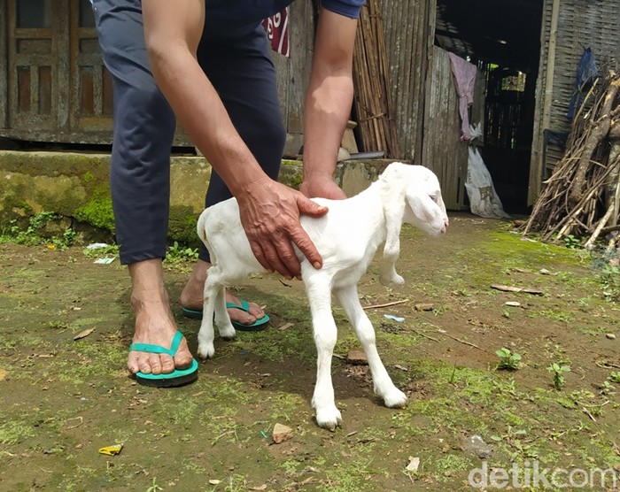 Potret kambing berkaki lima milik warga di Lereng Gunung Sumbing, Kabupaten Magelang, Sabtu (19/11/2022).
