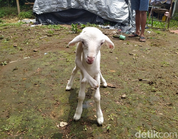Potret kambing berkaki lima milik warga di Lereng Gunung Sumbing, Kabupaten Magelang Potret kambing berkaki lima milik warga di Lereng Gunung Sumbing, Kabupaten Magelang, Sabtu (19/11/2022).