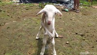 Hanya saja, anak kambing ini mengalami kelainan pada kakinya. Ada satu kaki tumbuh di belakang tengkuknya yang kemudian memanjang ke belakang kuping sebelah kanan. Foto: Eko Susanto/detikJateng