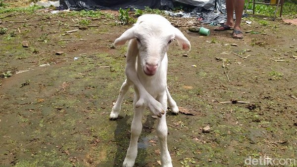 kambing