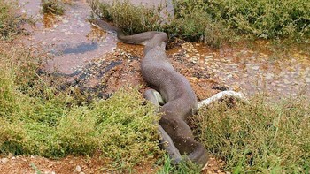 Setelah menelan utuh buaya, sang ular menggerakkan tubuhnya dengan susah payah, dan perlahan meluncur ke kedalaman rerumputan rawa. Foto: Marvin Mullar via Sina Mobile  