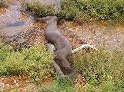 Ganas! Detik-detik Ular Piton Raksasa Telan Buaya Bulat-bulat