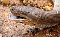 Ular piton vs buaya