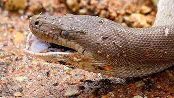 Setelah menelan seluruh buaya, ular sanca tampak tersenyum saat merayakan kemenangan terakhirnya. Foto: Marvin Mullar via Sina Mobile  