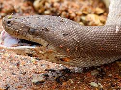 Ganas! Detik-detik Ular Piton Raksasa Telan Buaya Bulat-bulat