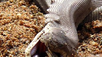 Tubuh ular ini terus menggeliat saat menelan buaya. Foto: Marvin Mullar via Sina Mobile  