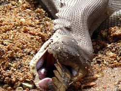 Ganas! Detik-detik Ular Piton Raksasa Telan Buaya Bulat-bulat