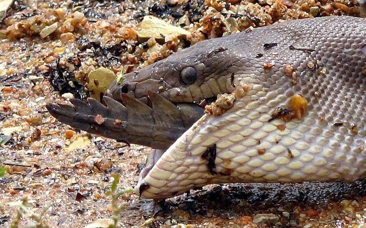 Ular piton vs buaya Ular piton vs buaya