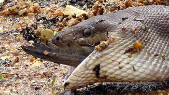 Hanya tinggal sedikit lagi piton melahap sepenuhnya buaya. Foto: Marvin Mullar via Sina Mobile  