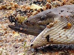 Ganas! Detik-detik Ular Piton Raksasa Telan Buaya Bulat-bulat
