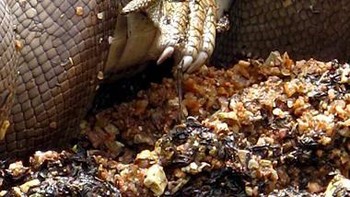 Sang ulaar tidak pernah sedetikpun mengendurkan cengkramannya pada buaya. Foto: Marvin Mullar via Sina Mobile  