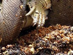 Ganas! Detik-detik Ular Piton Raksasa Telan Buaya Bulat-bulat