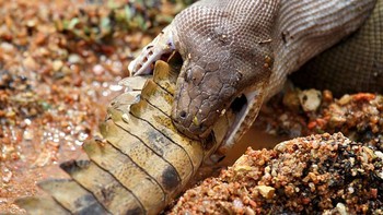 Buaya yang tak lama lagi hilang ditelan. Foto: Marvin Mullar via Sina Mobile  