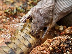 Ganas! Detik-detik Ular Piton Raksasa Telan Buaya Bulat-bulat