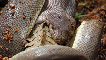 Ular piton mampu membuka mulutnya lebih besar dari ukuran aslinya. Foto: Marvin Mullar via Sina Mobile  