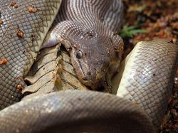 Ganas! Detik-detik Ular Piton Raksasa Telan Buaya Bulat-bulat