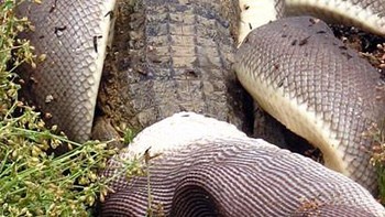 Sang ular terus menelannya. Foto: Marvin Mullar via Sina Mobile  