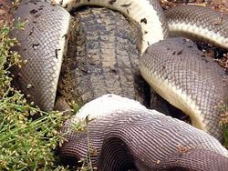 Ganas! Detik-detik Ular Piton Raksasa Telan Buaya Bulat-bulat