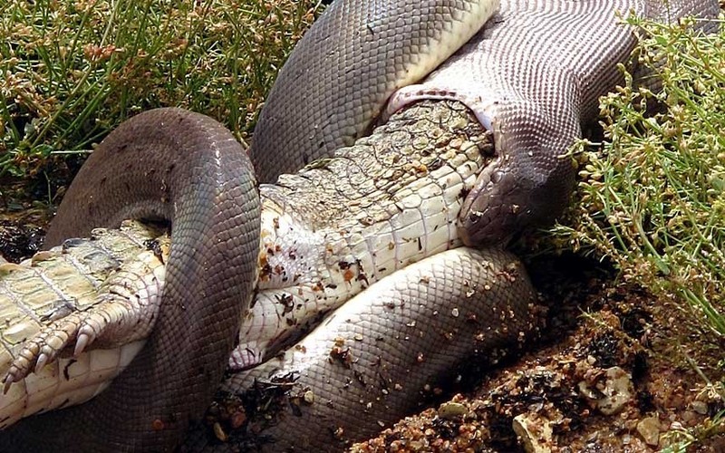 Ular piton vs buaya