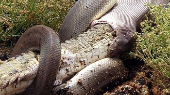 Piton menyeret buaya mati itu ke tepian danau dan bersiap untuk menelannya utuh. Foto: Marvin Mullar via Sina Mobile