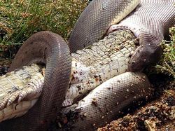 Ganas! Detik-detik Ular Piton Raksasa Telan Buaya Bulat-bulat