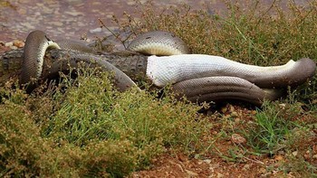 Sang ular menjerat buaya dengan erat hingga mencekik buaya hingga kehilangan nyawa. Foto: Marvin Mullar via Sina Mobile  