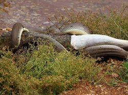 Ganas! Detik-detik Ular Piton Raksasa Telan Buaya Bulat-bulat