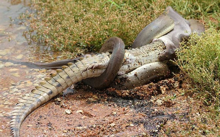 Ular piton vs buaya