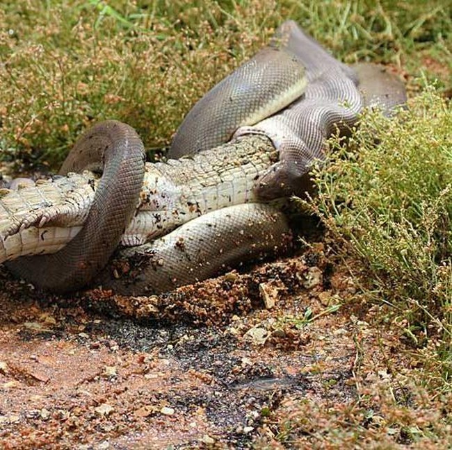 Ngeri! Detik-detik Piton Raksasa Lahap Buaya 2 Meter