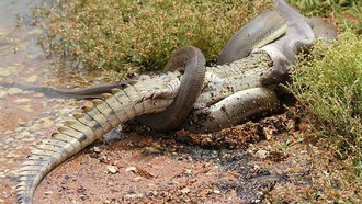 Ngeri! Detik-detik Piton Raksasa Lahap Buaya 2 Meter