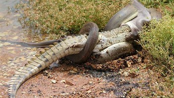 Ular piton tiba-tiba menyerang dan melilitkan tubuhnya di sekitar buaya seperti kilat. Foto: Marvin Mullar via Sina Mobile  