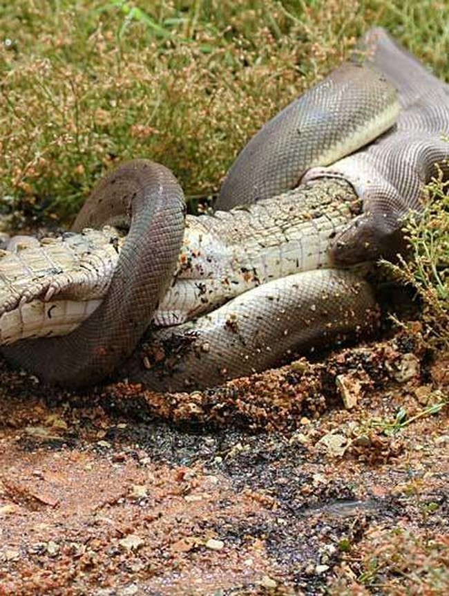 Ngeri! Detik-detik Piton Raksasa Lahap Buaya 2 Meter