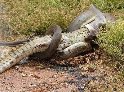 Ngeri! Detik-detik Piton Raksasa Lahap Buaya 2 Meter