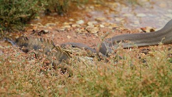 Python sedang mengintai situasi musuh dan mengunci target. Medan pertempuran terletak di tepi Danau Mundara, Queensland, Australia. Foto: Marvin Mullar via Sina Mobile  
