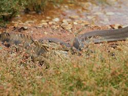 Ganas! Detik-detik Ular Piton Raksasa Telan Buaya Bulat-bulat