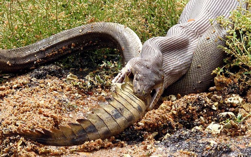 Ular piton vs buaya