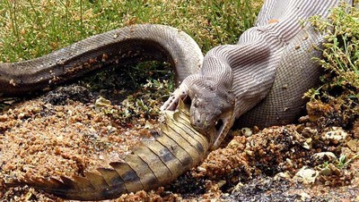 Potret Ular Piton Memangsa Aligator-Buaya Bulat-bulat