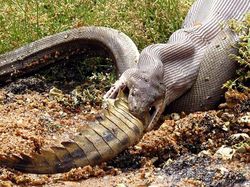 Ganas! Detik-detik Ular Piton Raksasa Telan Buaya Bulat-bulat