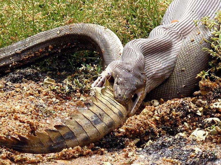 Ganas! Detik-detik Ular Piton Raksasa Telan Buaya Bulat-bulat