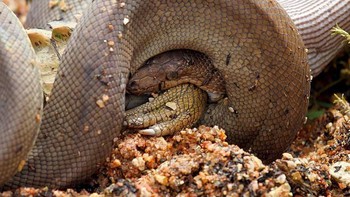 Sang ular terus berputar dan menelan. Foto: Marvin Mullar via Sina Mobile  