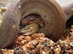 Ganas! Detik-detik Ular Piton Raksasa Telan Buaya Bulat-bulat