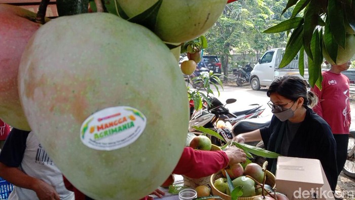 Buah mangga agrimania