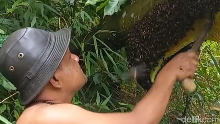 Ewok Jarot sang penakluk lebah hutan dari Sumedang