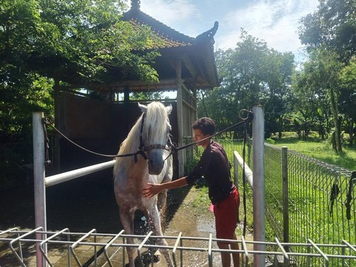 Kuda putih yang ada di Pura Ulun Pecangakan saat dimandikan oleh petugas Dinas Pertanian dan Perternakan Jembrana, Minggu (20/11/2022). Foto: I Putu Adi Budiastrawan