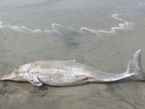 Warga Temukan Lumba-lumba Mati Terdampar di Pantai Bengkulu
