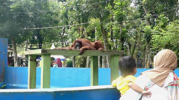 Parti Kejora, bayi orang utan di Serulingmas Zoo Banjarnegara, Minggu (20/11/2022).